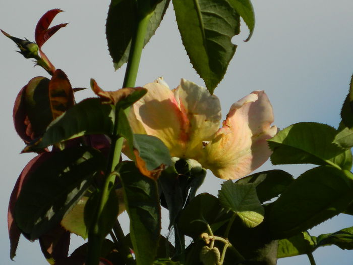 DSCN8041