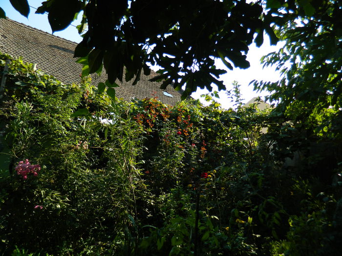 DSCN8065