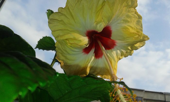 20150923_165118 - Hibiscus Sylvia Goodman