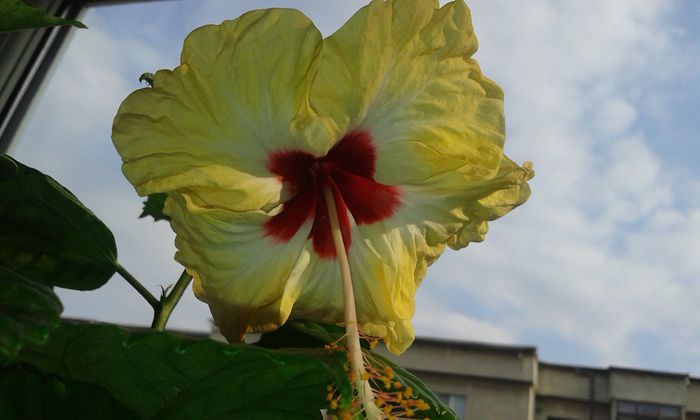 20150923_165059 - Hibiscus Sylvia Goodman