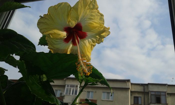 20150923_165052 - Hibiscus Sylvia Goodman