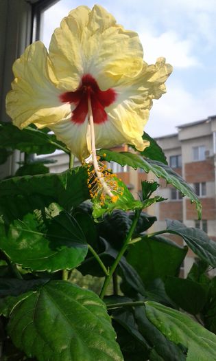 20150923_165042 - Hibiscus Sylvia Goodman