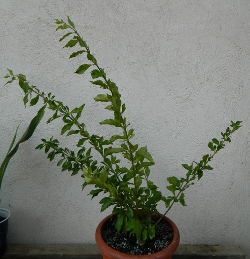 Duranta