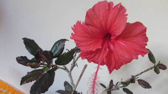 Coopery rose flake - Hibiscusi 2015 1