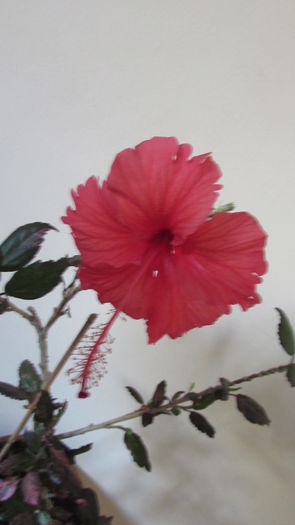 005 - Hibiscusi 2015 1