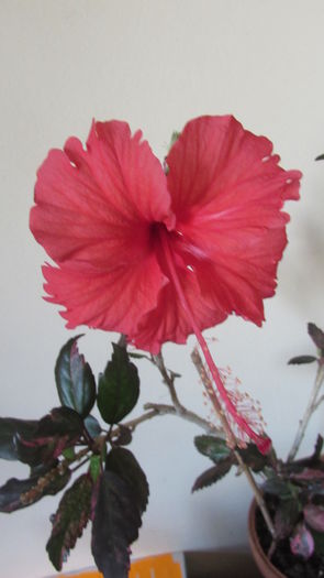 004 - Hibiscusi 2015 1