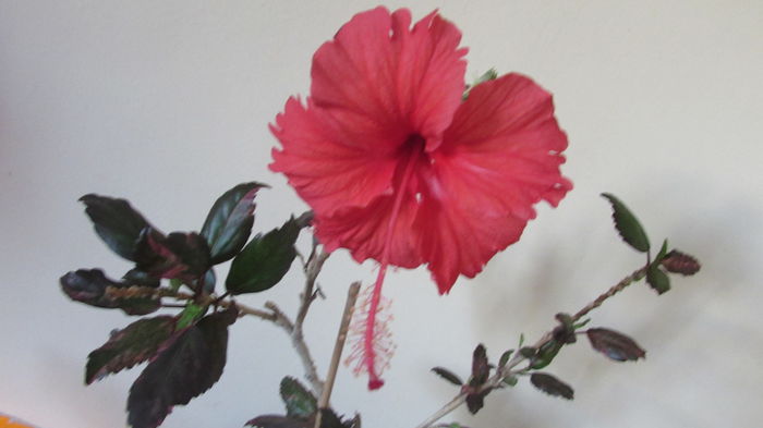 001 - Hibiscusi 2015 1