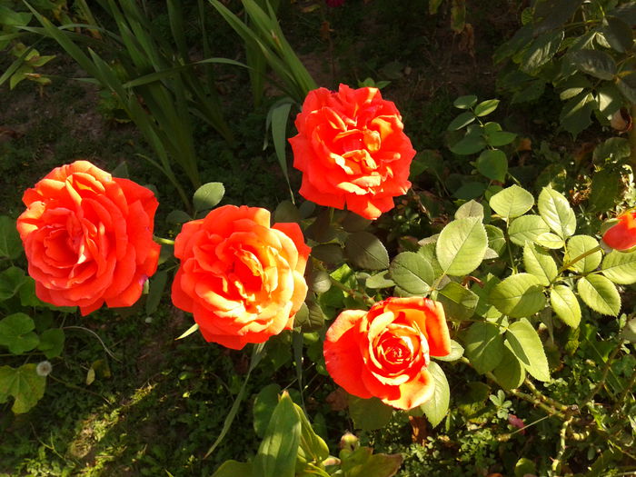 Fotografie0211 - AAAAA_R_TRANDAFIRI 2015_2017