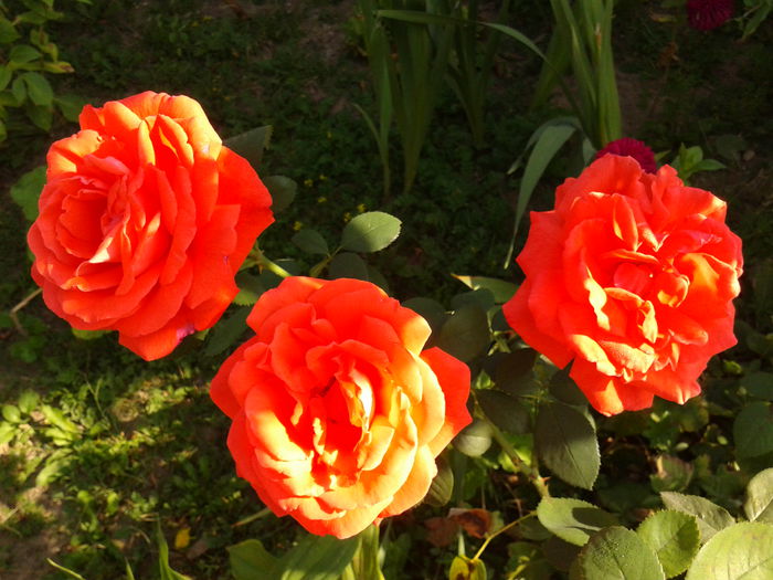 Fotografie0212 - AAAAA_R_TRANDAFIRI 2015_2017