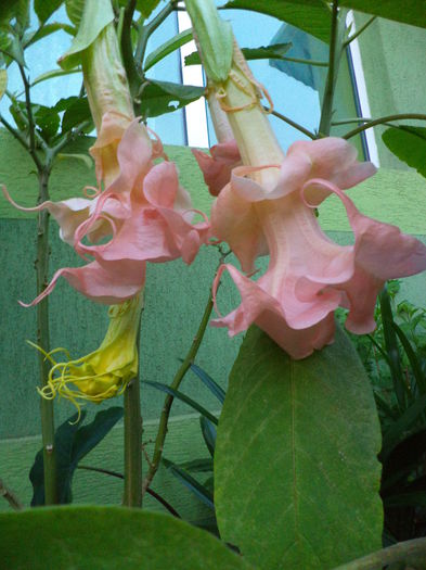 DSC04918