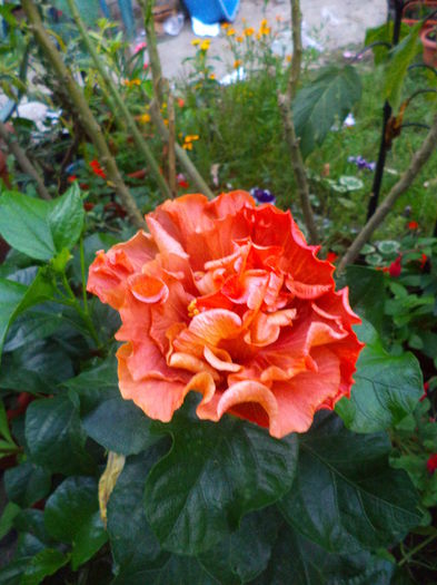 DSC04931