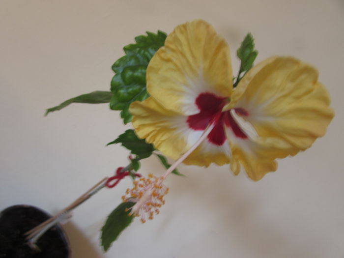 184 - Hibiscusi 2015 1