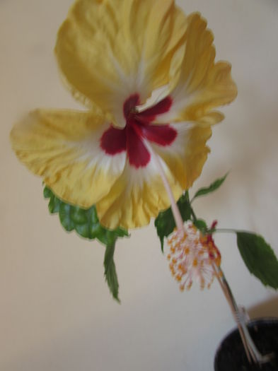 183 - Hibiscusi 2015 1
