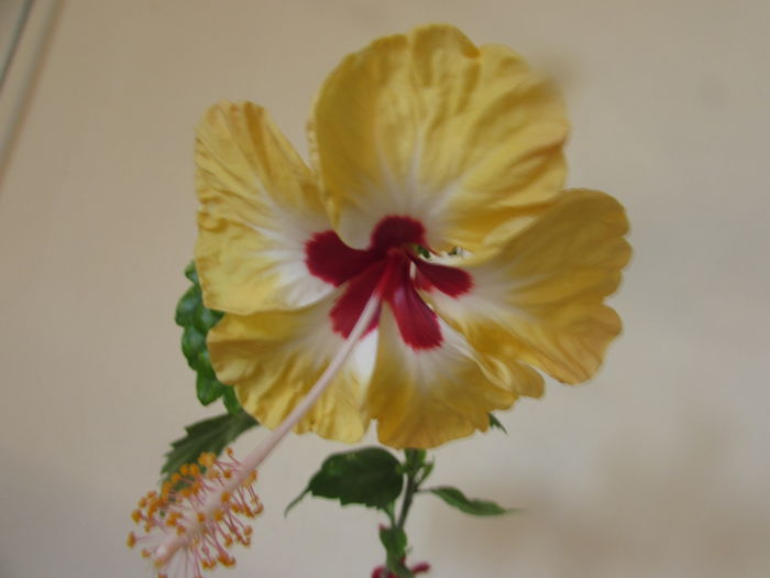 185 - Hibiscusi 2015 1