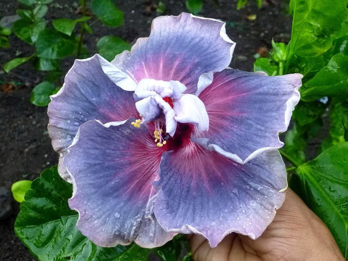 IMMA Casiana Gabriela - SEMINTE HIBISCUS TROPICAL - PRIMA TRANSA