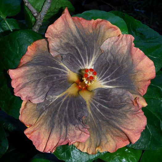 LMMA Suflet Trist - SEMINTE HIBISCUS TROPICAL - PRIMA TRANSA