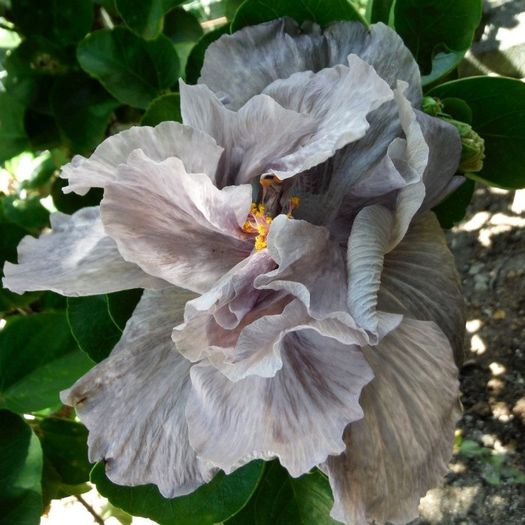 NMMA Twilight's Embrace - SEMINTE HIBISCUS TROPICAL - PRIMA TRANSA