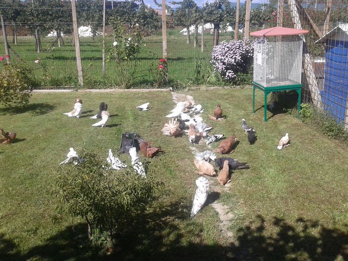 20150921_134048 - VOLIERA SI PORUMBEII MEI