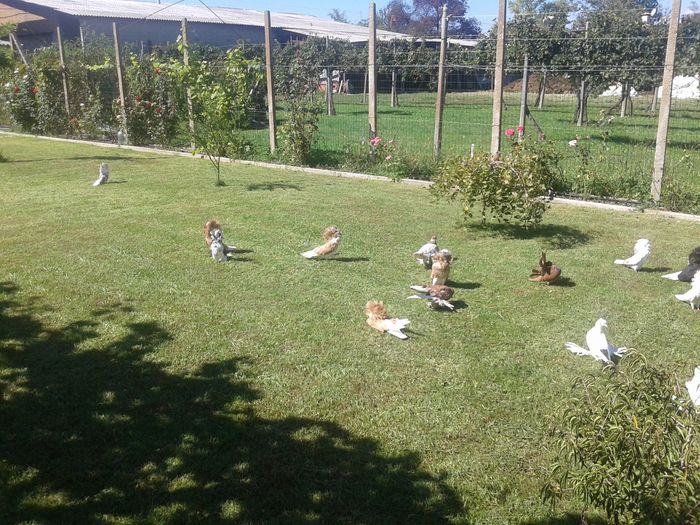 20150921_134054 - VOLIERA SI PORUMBEII MEI