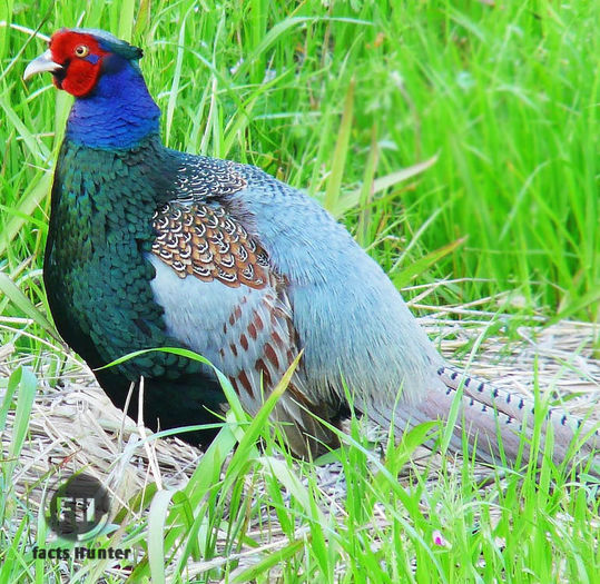 green pheasant