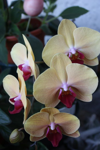 IMG_5993 - 2015 Florile toamnei