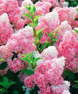 Hortensie 'Vanille-Fraise' - Hortensie Vanille-Fraise