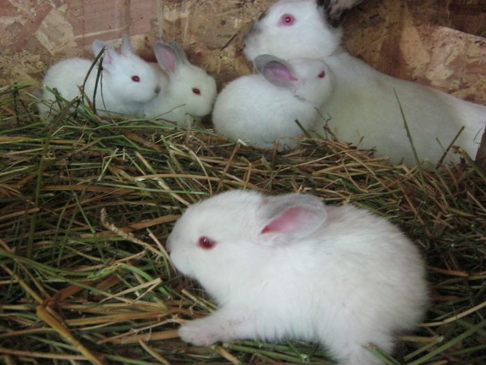 Urias de Transilvania _pui