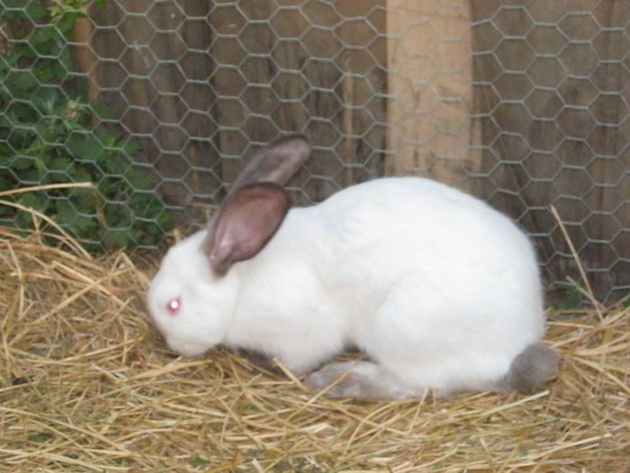 Urias de Transilvania