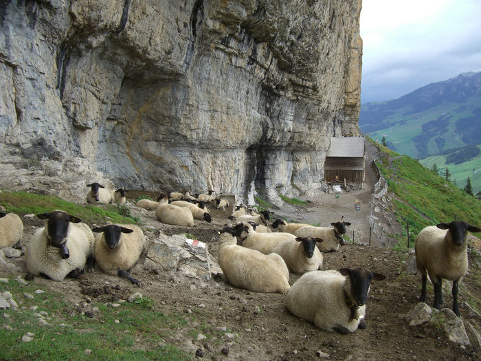 La odihna sub munte