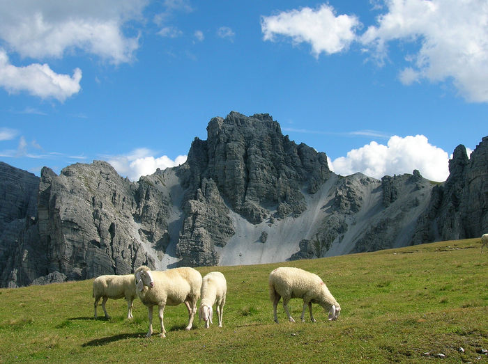 Muntii Alpi-43