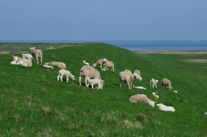 Oi Texel cu miei-8d