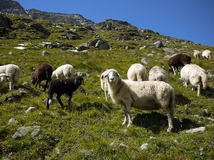 Pasuni alpine  grase pt Tiroleze