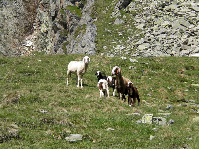 Pasuni bune in Alpi-654