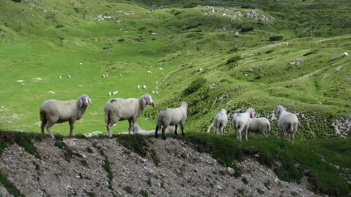 Tirolezele pe creasta muntelui