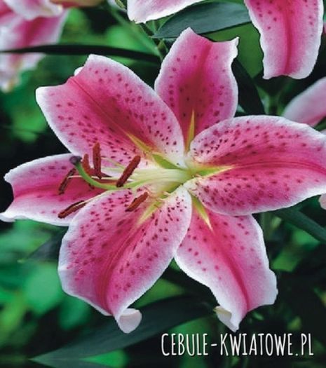lilium stargazer  - achizitii toamna 2015