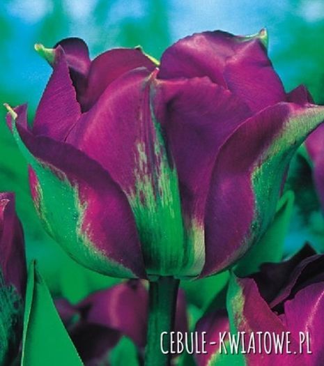 tulipan violet bird - achizitii toamna 2015