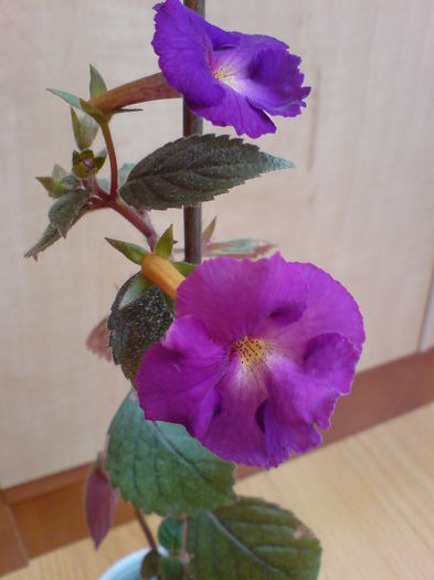 DSC00370 - Achimenes