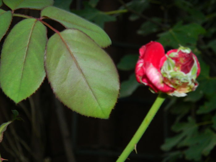 DSCN8184