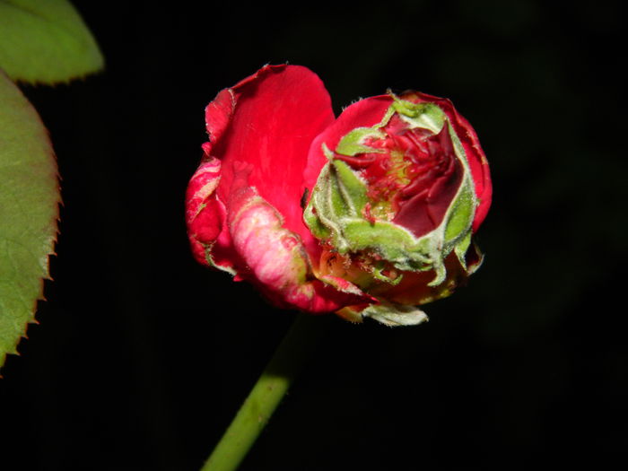 DSCN8185