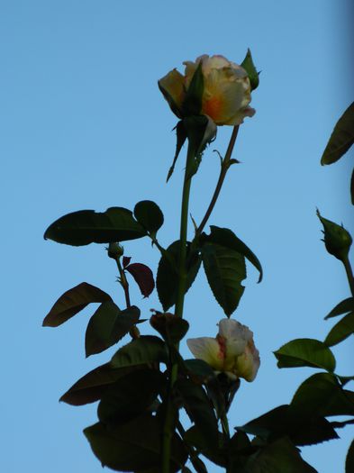 DSCN8188