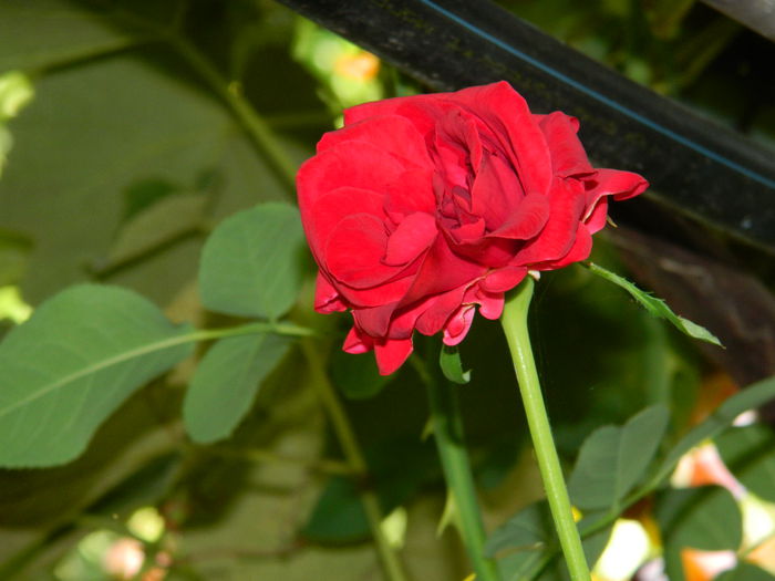 DSCN8328