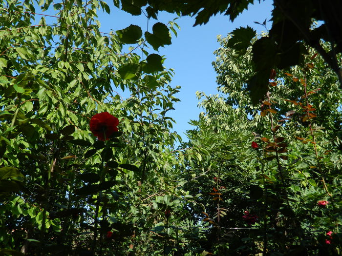 DSCN8341 - 2015_TRANDAFIRI DE SEPTEMBRIE