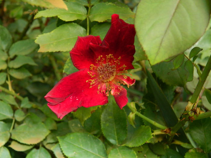 DSCN8388
