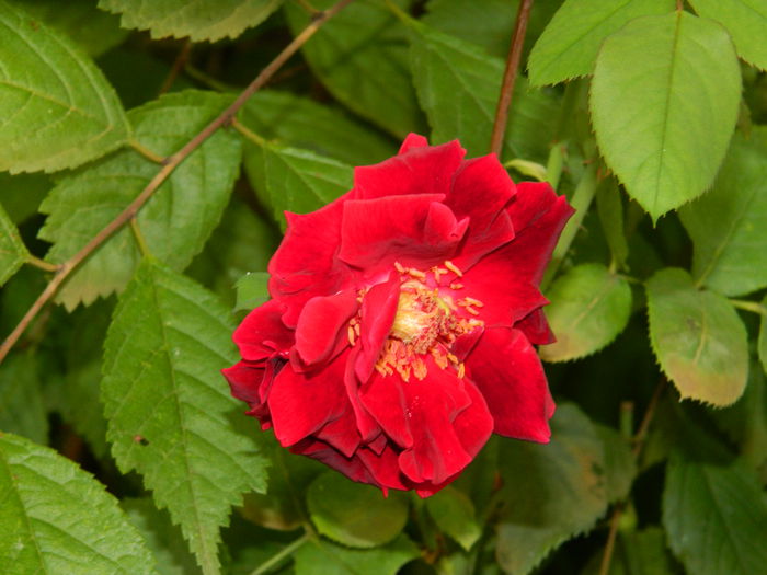 DSCN8390