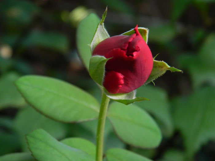 DSCN8391