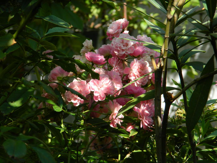 DSCN8424
