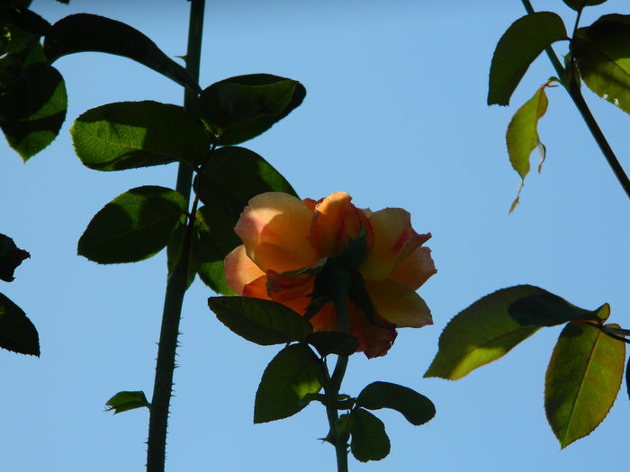 DSCN8429