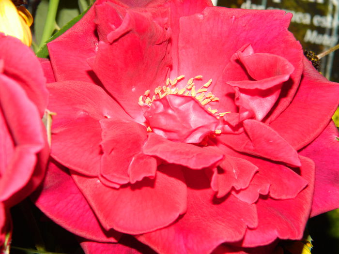 DSCN8483
