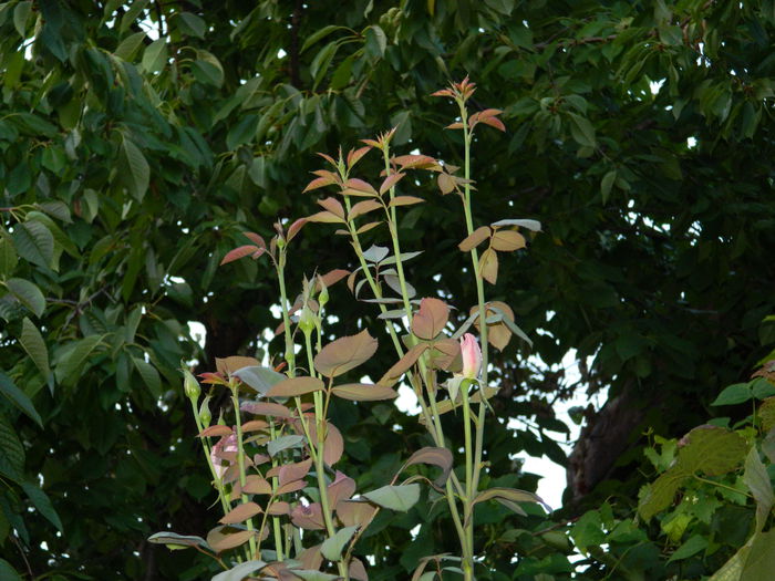 DSCN8490