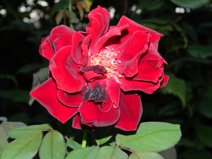 DSCN8497